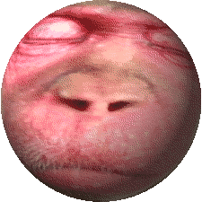 世界ゆっくり紀行